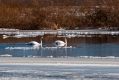 089_Biebrza - marzec 2013